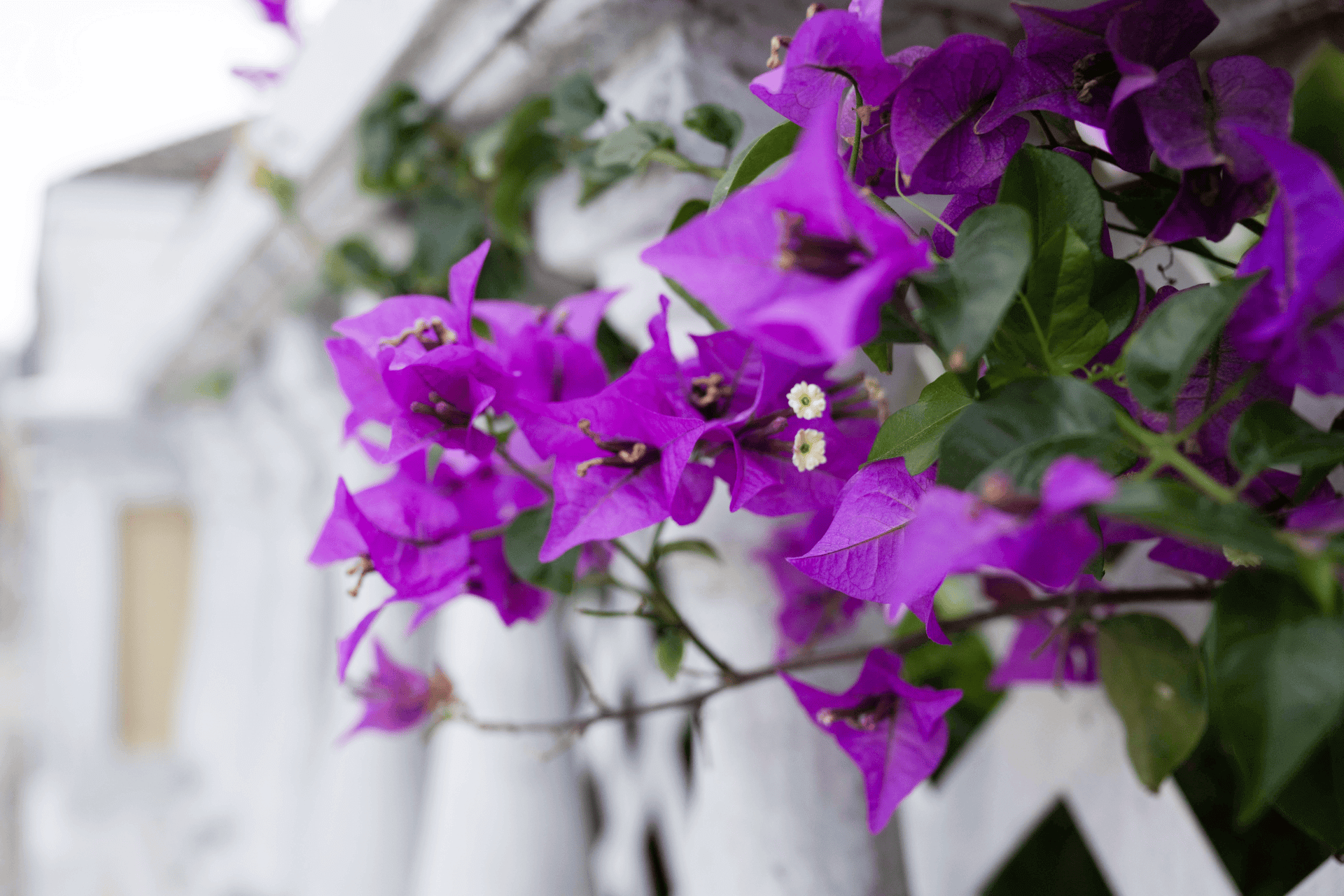 Purple Flowers